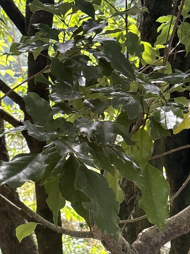 Dendropanax observed 2026-10-19