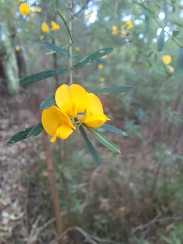 Pultenaea blakelyi observed 2026-10-19