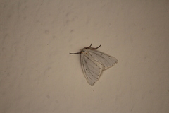 Neuromelia selectata