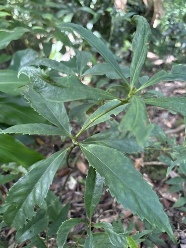 Sarcandra glabra observed 2026-10-19