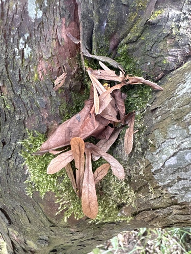 Engelhardia roxburghiana observed 2026-10-19