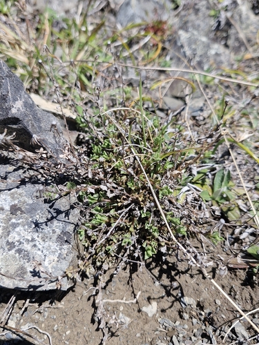 Vittadinia australis observed 2026-10-18