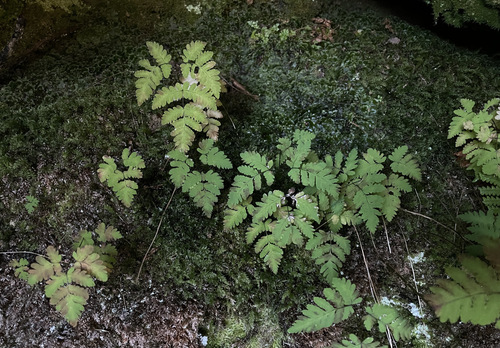 Gymnocarpium dryopteris observed 2026-10-17