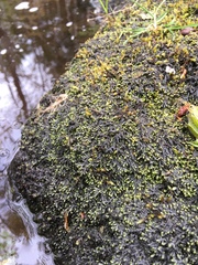 Jubula pennsylvanica