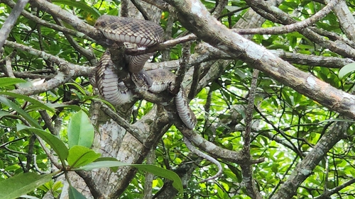 Trimeresurus purpureomaculatus observed 2026-10-18