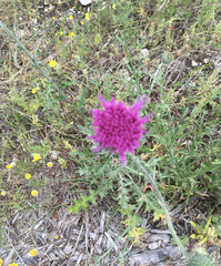 Cirsium texanum