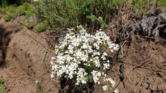 Leptosiphon floribundus glaber