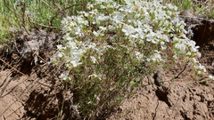 Leptosiphon floribundus glaber