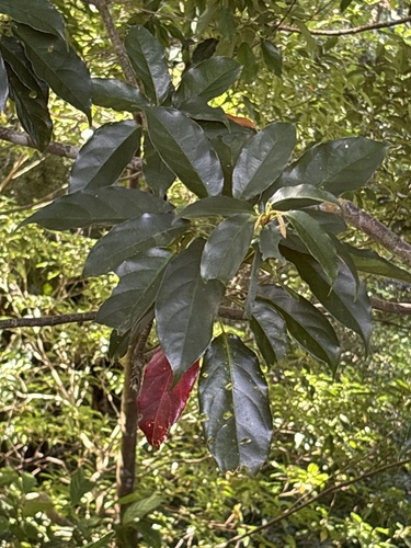 Elaeocarpus japonicus observed 2026-10-19