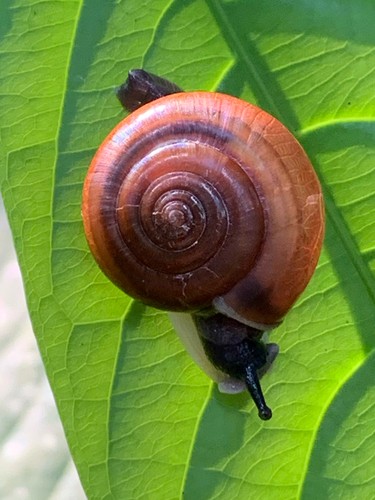 Sarika resplendens, 2026-10-19