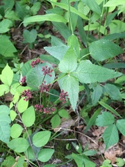 Thaspium trifoliatum trifoliatum