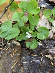 Viola renifolia