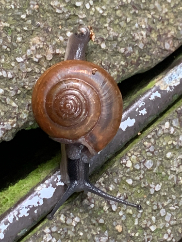 Sarika resplendens, 2026-10-19