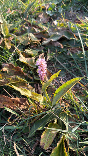 Bistorta officinalis observed 2026-10-17