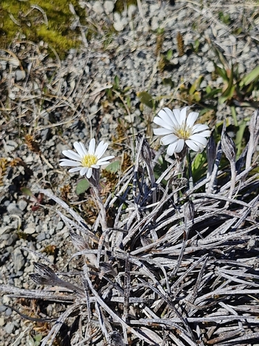 Celmisia gracilenta observed 2026-10-18