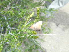 Callophrys augustinus iroides