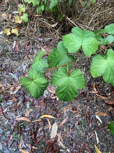 Rubus moluccanus observed 2026-10-19