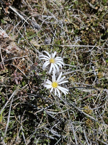 Celmisia gracilenta observed 2026-10-18