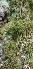 Dicranum howellii