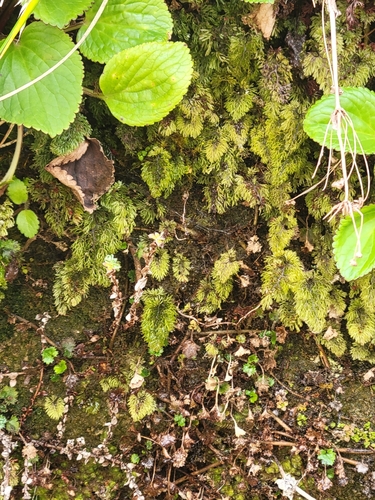 Hymenophyllum multifidum observed 2026-10-19
