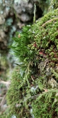 Dicranum howellii