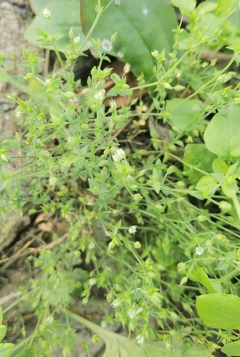 Arenaria serpyllifolia observed 2026-10-16
