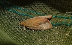 Celypha rufana