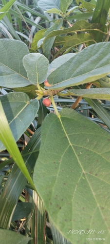 Ficus erecta observed 2026-10-17