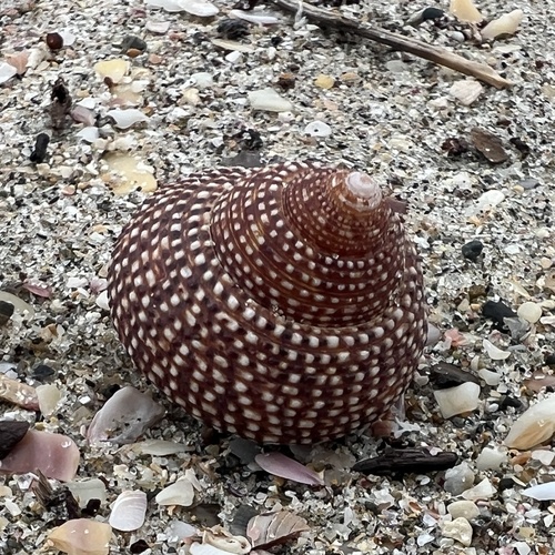 Maurea punctulata observed 2026-10-12