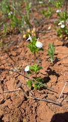 Acanthomintha ilicifolia