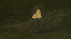 Udea fulvalis