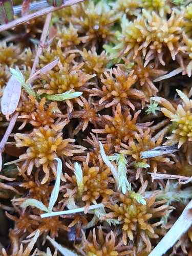 Sphagnum teres observed 2026-10-18