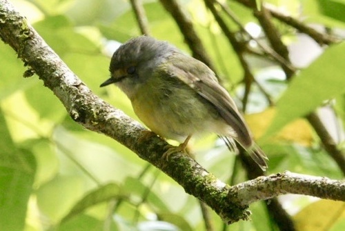 Tregellasia capito observed 2026-10-19