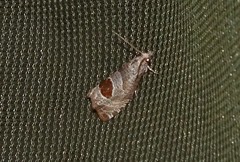 Notocelia uddmanniana