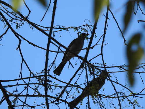 Hypsipetes madagascariensis, 2026-10-03