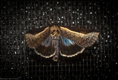 Lophoptera vittigera