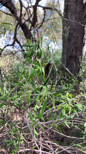 Lysiana exocarpi observed 2026-10-19