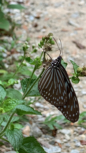 Ideopsis vulgaris