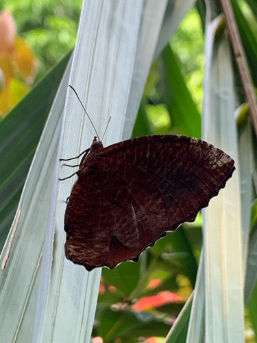 Elymnias hypermnestra