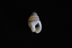 Nassarius albescens