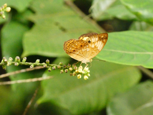 Cupha erymanthis