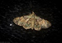 Gymnoscelis derogata