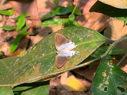 Drupadia