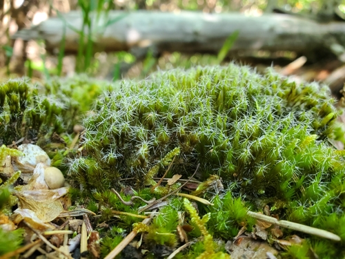 Campylopus introflexus observed 2026-10-19