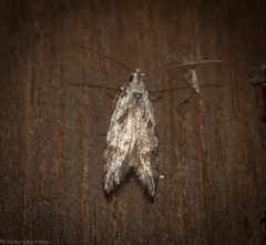 Oxythecta hieroglyphica