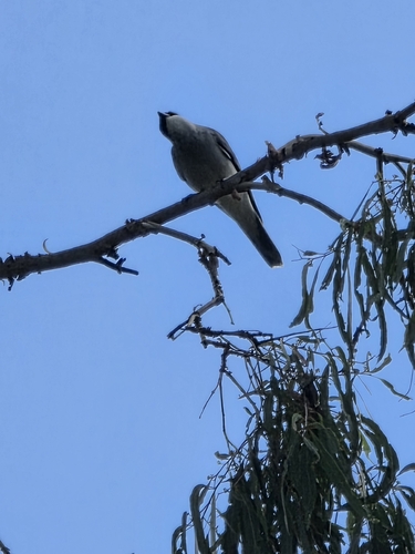 Coracina papuensis observed 2026-10-19
