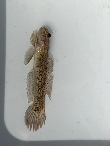 Istigobius observed 2026-10-18