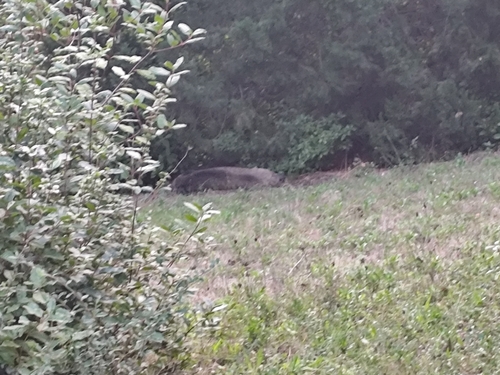 Wild Boar