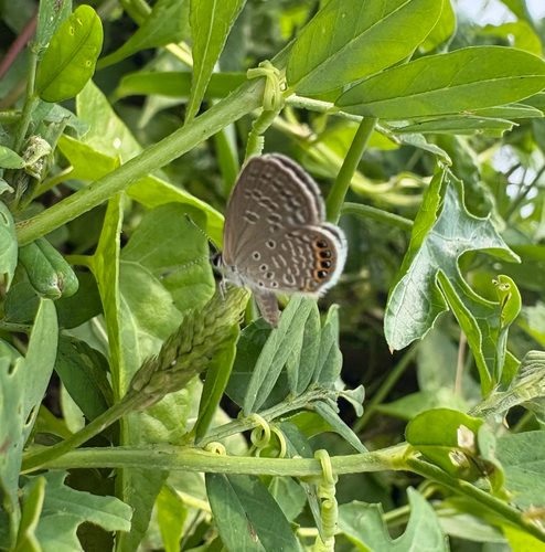 Freyeria putli