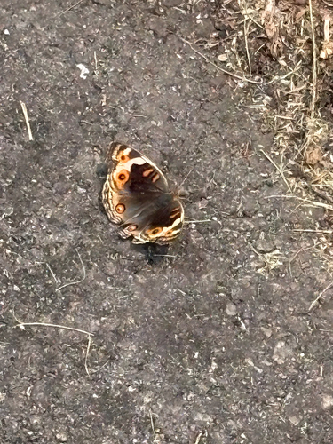 Junonia orithya